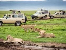 Liburan Safari dan Alam Liar di Rwanda: Panduan 2025