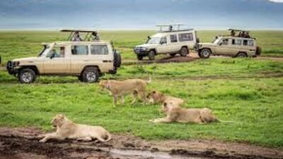 Liburan Safari dan Alam Liar di Rwanda: Panduan 2025